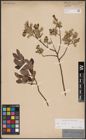 Foto von Salix aurita L.